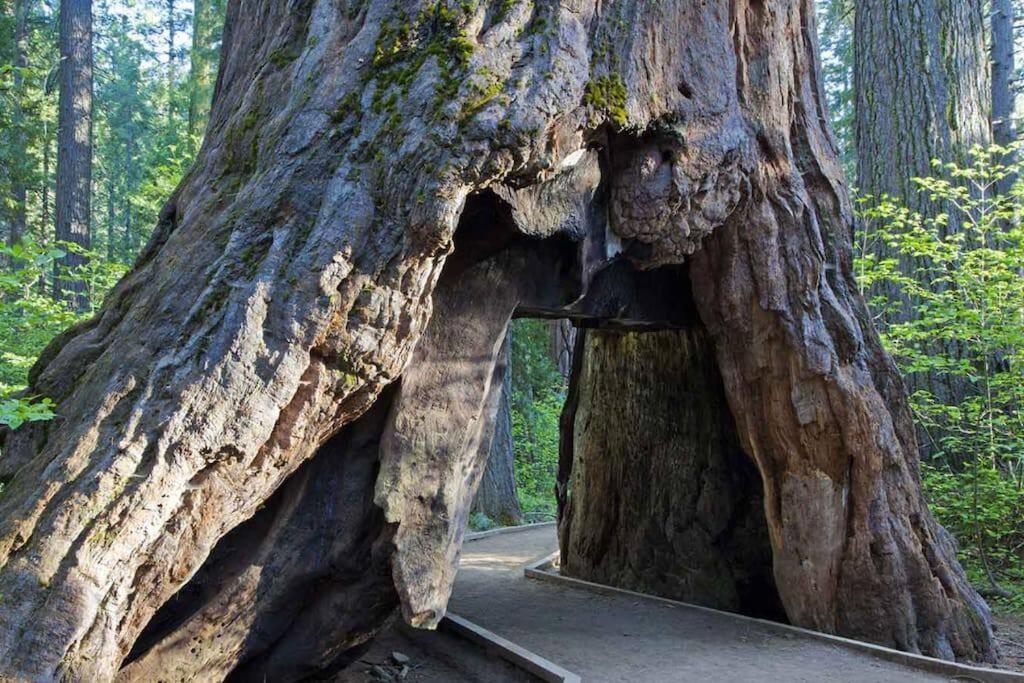 Cedar Oasis - Home Base To Big Trees Arnold Dış mekan fotoğraf